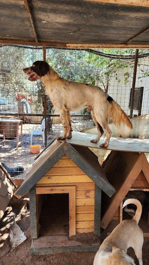 An English Setter dog standing on top of a doghouse in a backyard area, with other dogs around and a chain-link fence in the background.