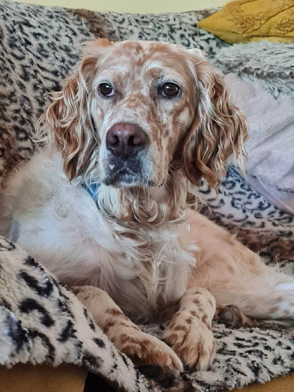 An English Setter dog with a tan and white coat and long, curly ear hair, resting on a patterned blanket with pillows in the background.