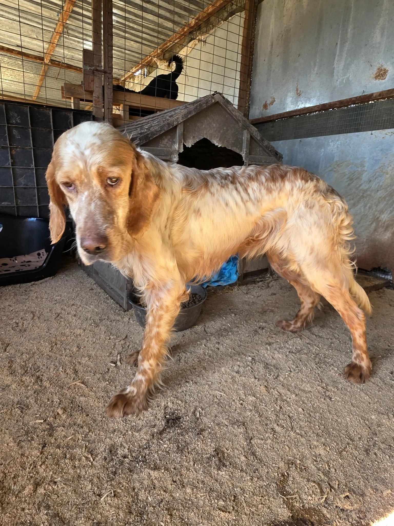 An English Setter dog with a light brown and white coat standing on a dirt floor inside a kennel, with another dog in the background on a raised platform.