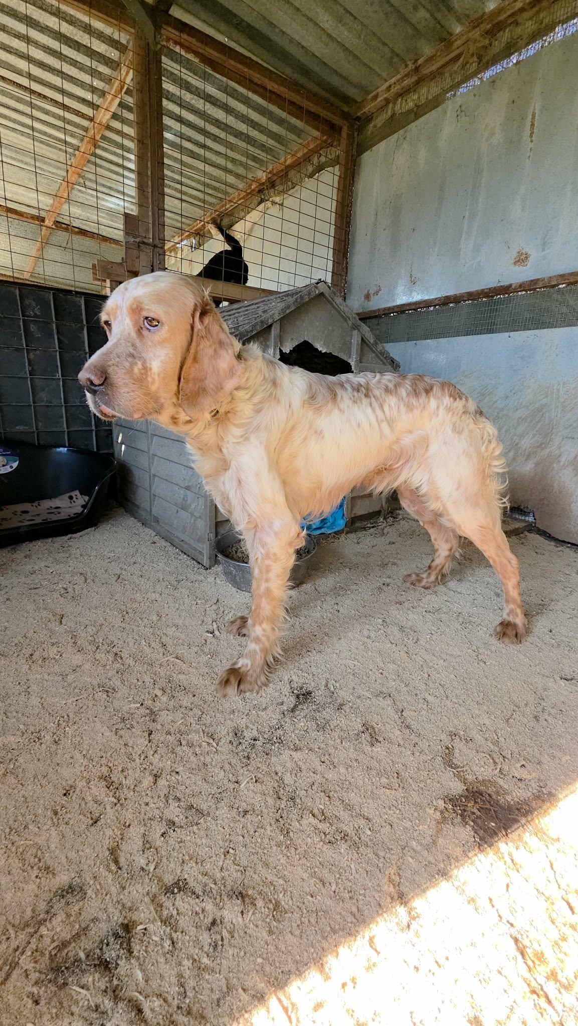 An English Setter dog with orange and white fur in a kennel with a sand-covered floor, a black water dish, and a doghouse. A black cat is visible in a loft area behind a wire cage.