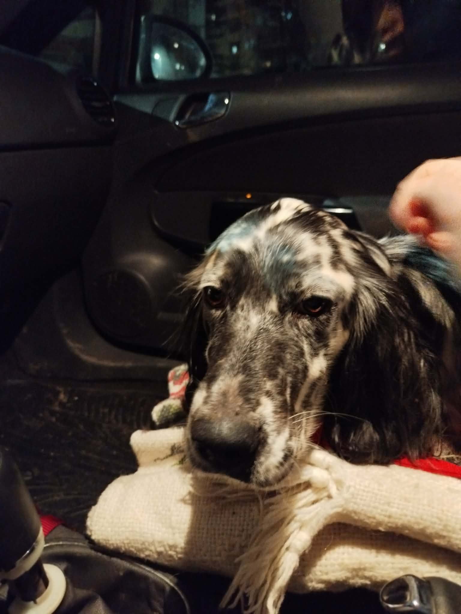 Blue Belton English Setter Female