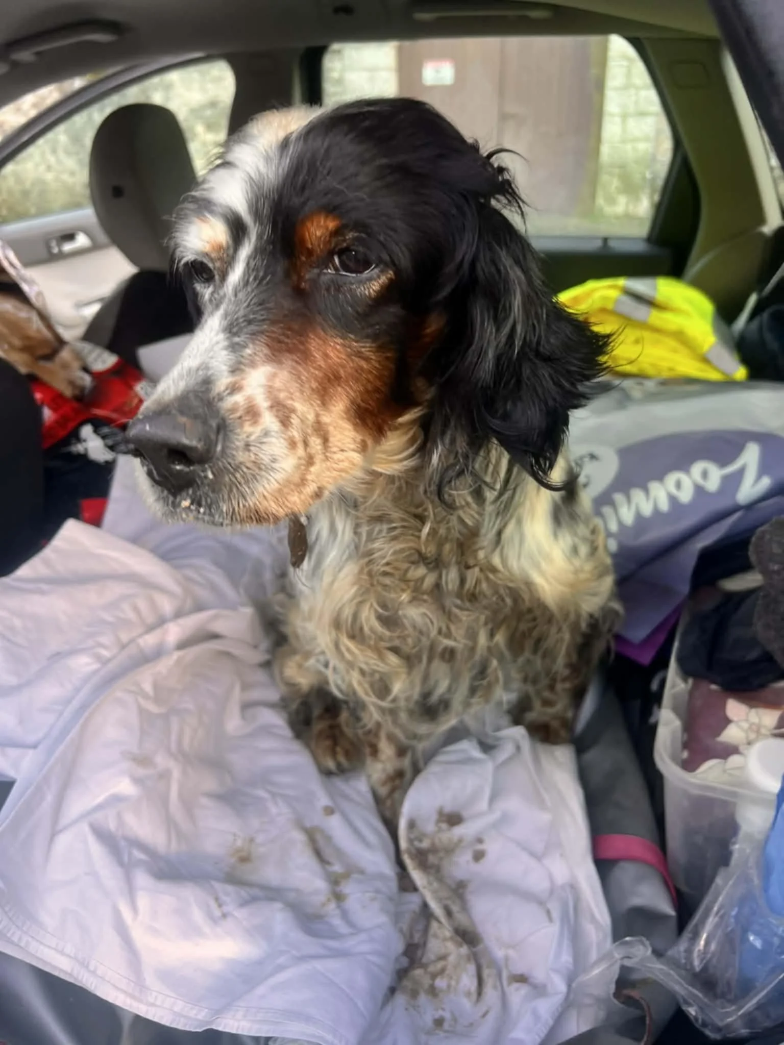 An English Setter dog with long, wavy fur, black, brown, and white coloring, sitting inside a vehicle on a white cloth, with dirt on its legs and face, and other dogs and items visible in the background.