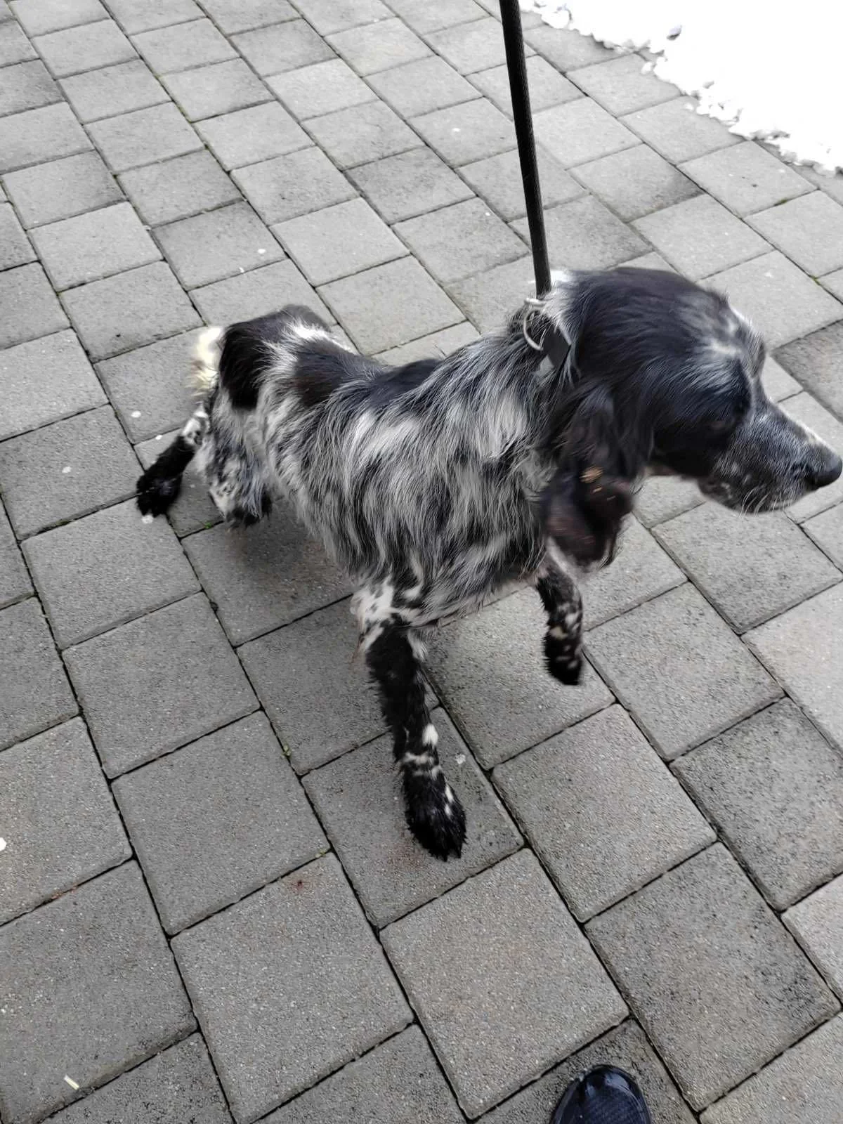 A dog with a black, white, and gray speckled coat walking on a paved brick sidewalk next to a patch of snow.