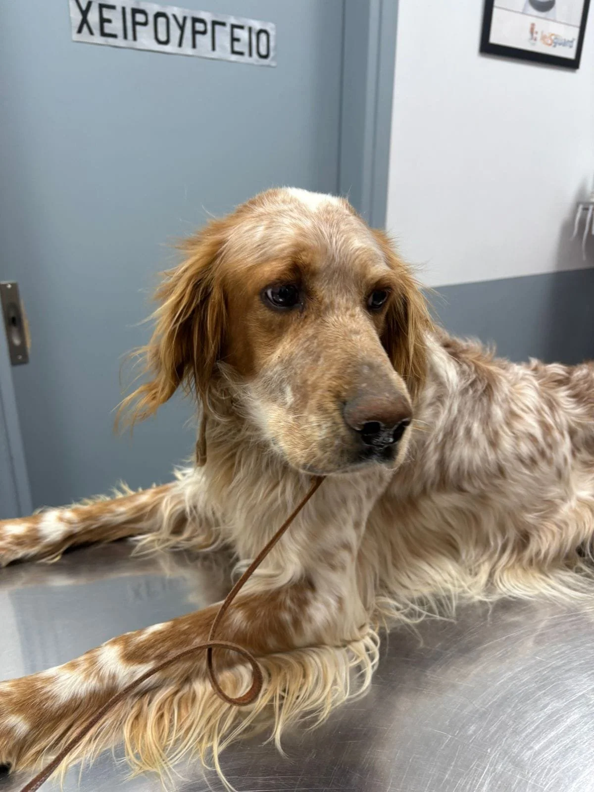 Orange Belton Setter int the vets lying down 