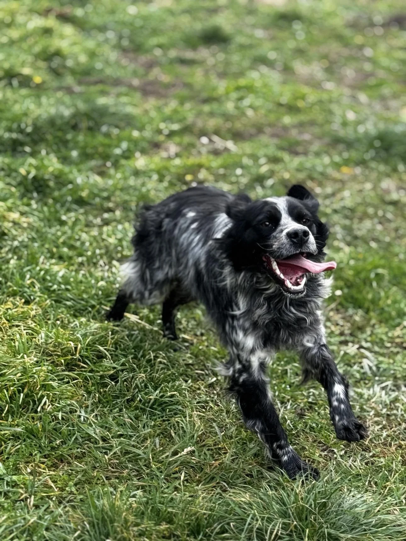 A black and white English Setter cross dog running on green grass with a joyful expression and tongue out.