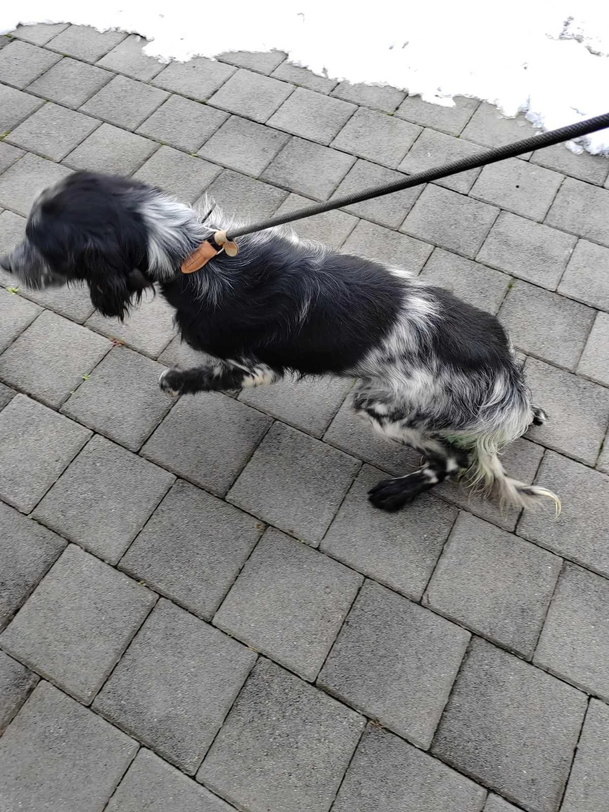A black and white dog sitting on a brick sidewalk, wearing a leather collar attached to a leash.