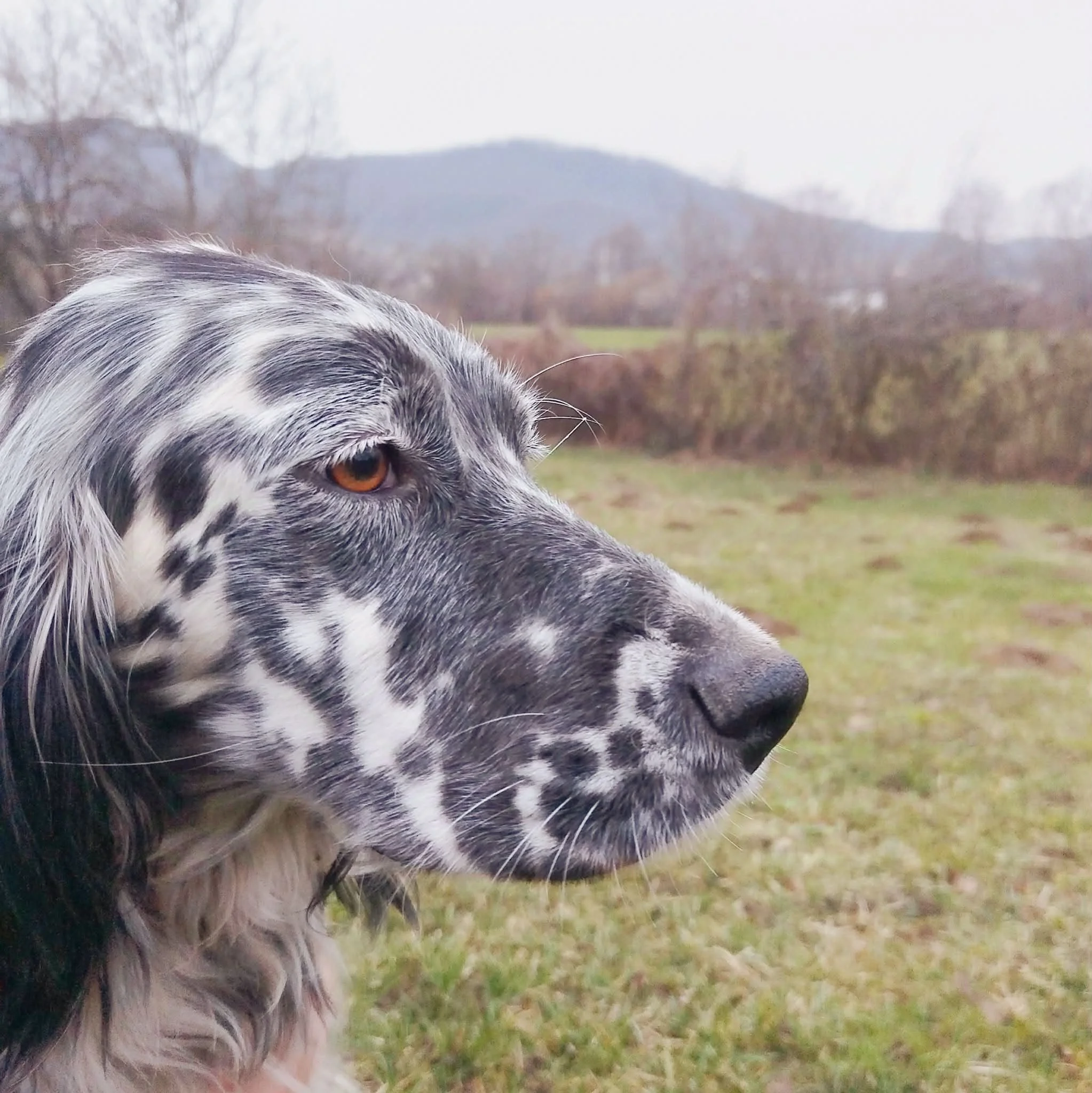 Blue Belton English Setter Female
