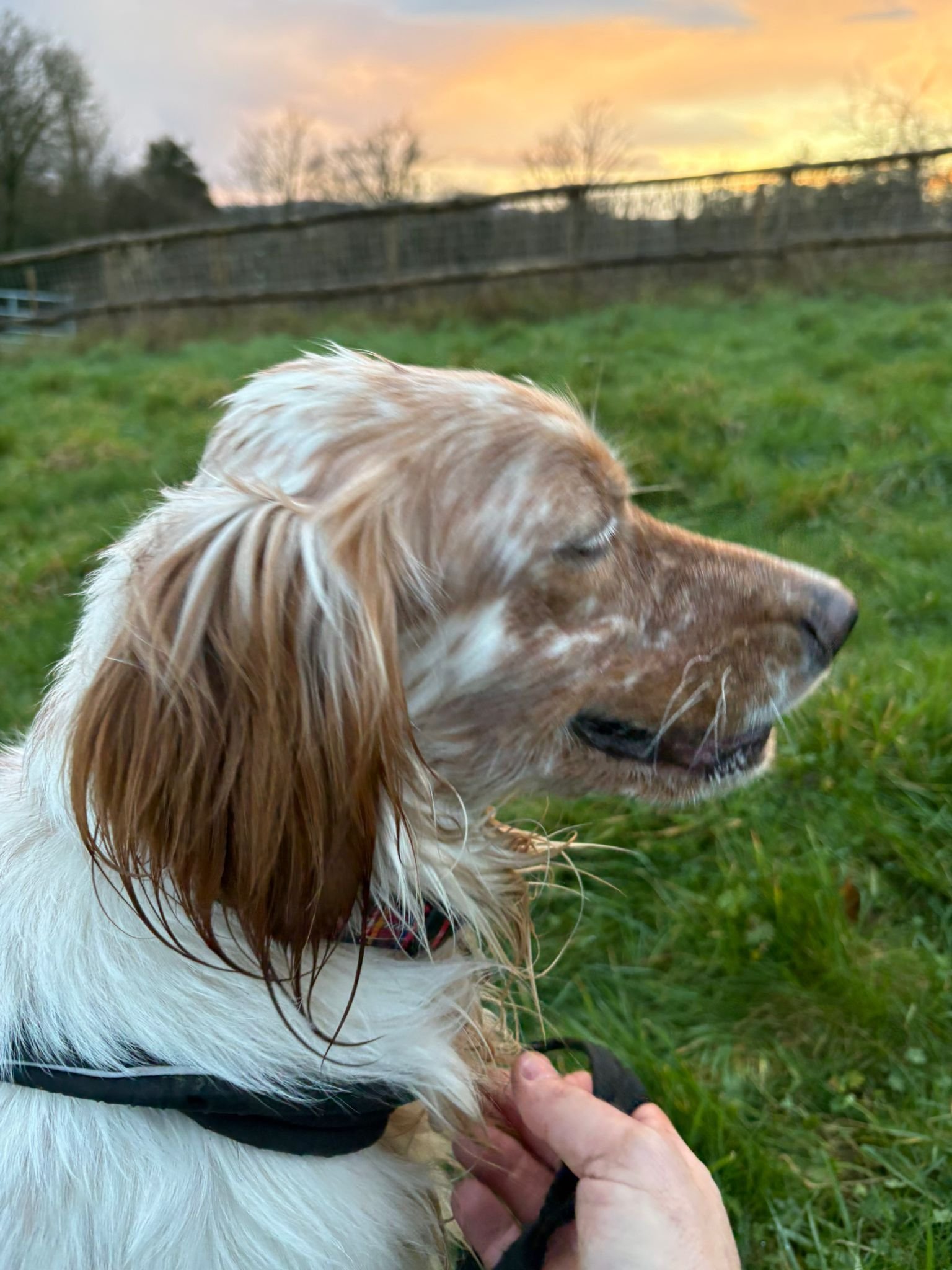 Orange Belton Setter having fun 