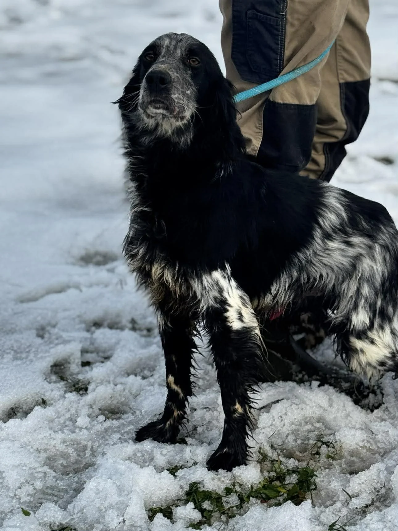 A black and white dog on snow with a person in brown and black clothing in the background.