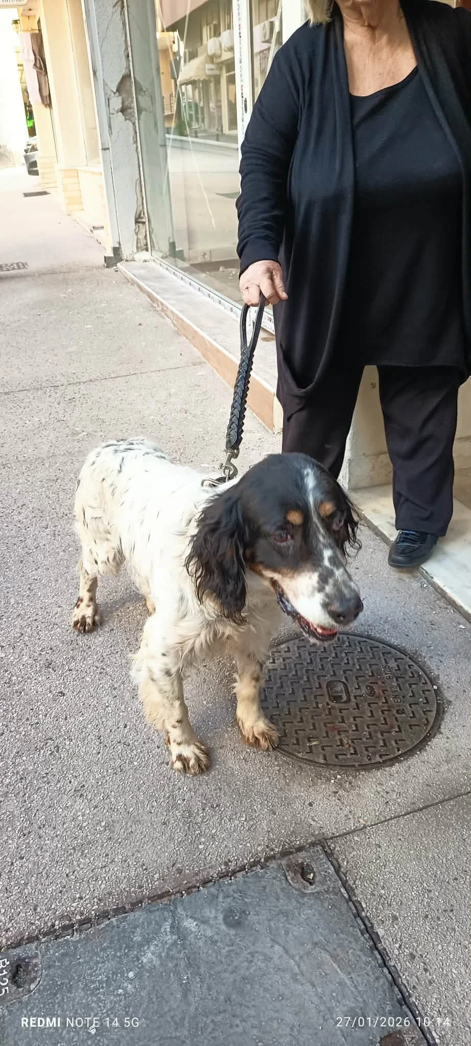 A person holding a leash with a black and white English Setter dog standing on a sidewalk near a manhole cover, outside a storefront with large glass windows.