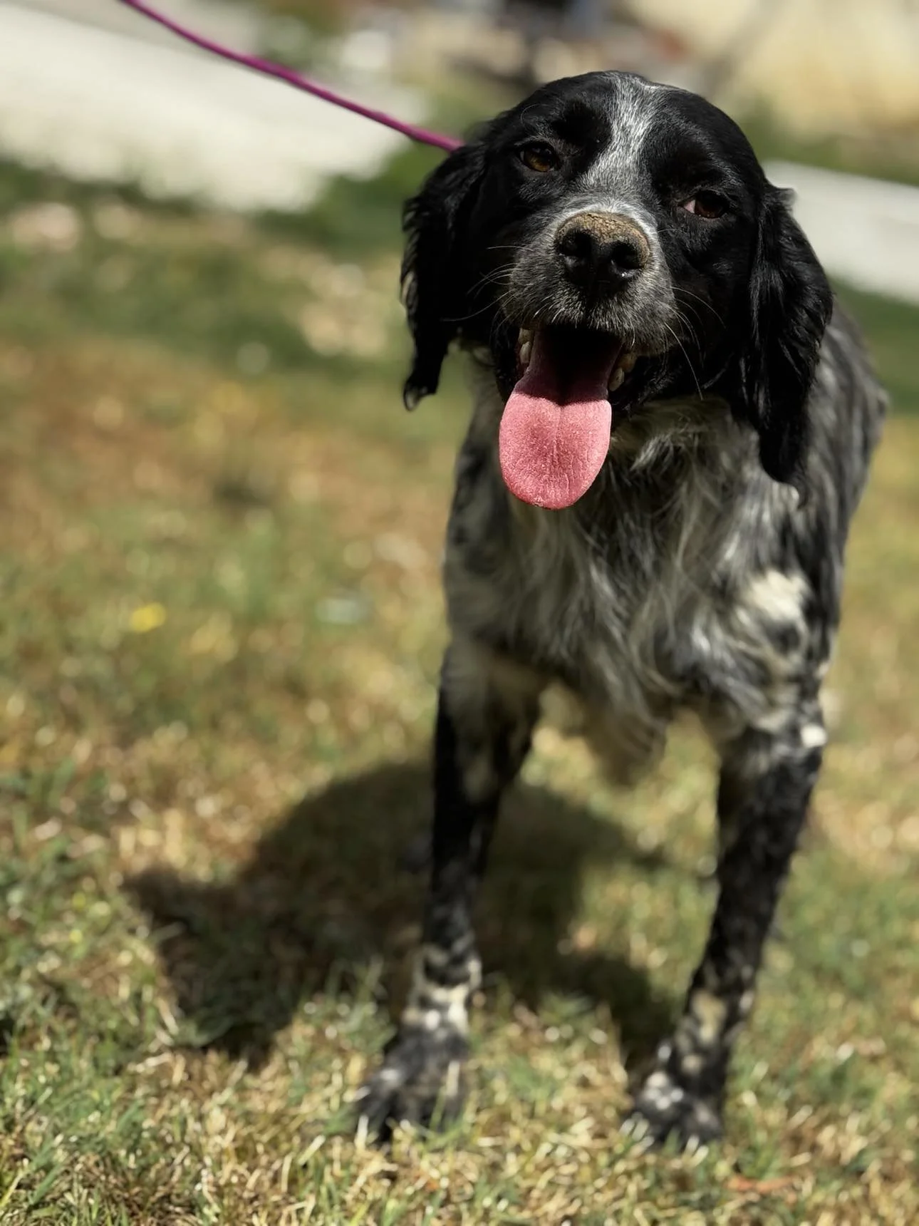 A black and white dog standing on grass with its tongue hanging out.