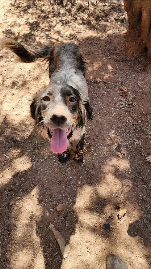 Happy Blue Belton English Setter 