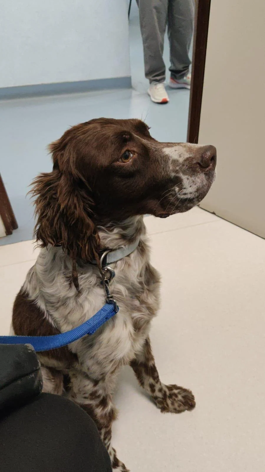 Liver Belton English Setter standing on the streets