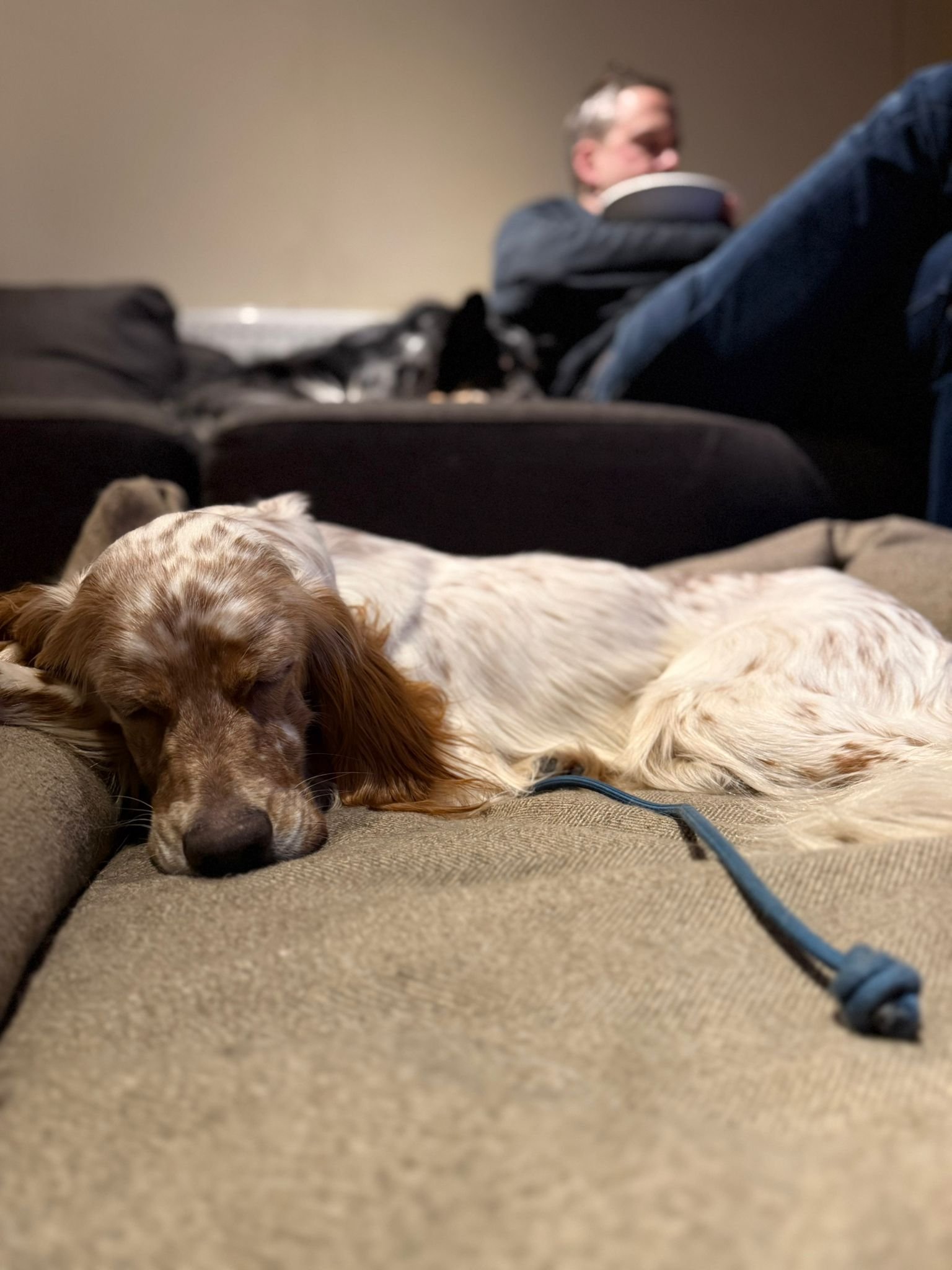 Orange Belton Setter having fun 