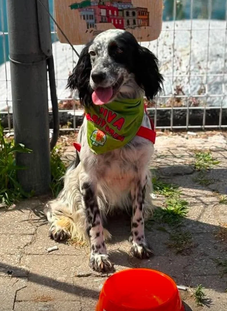 black and white english setter sat outside looking happy 