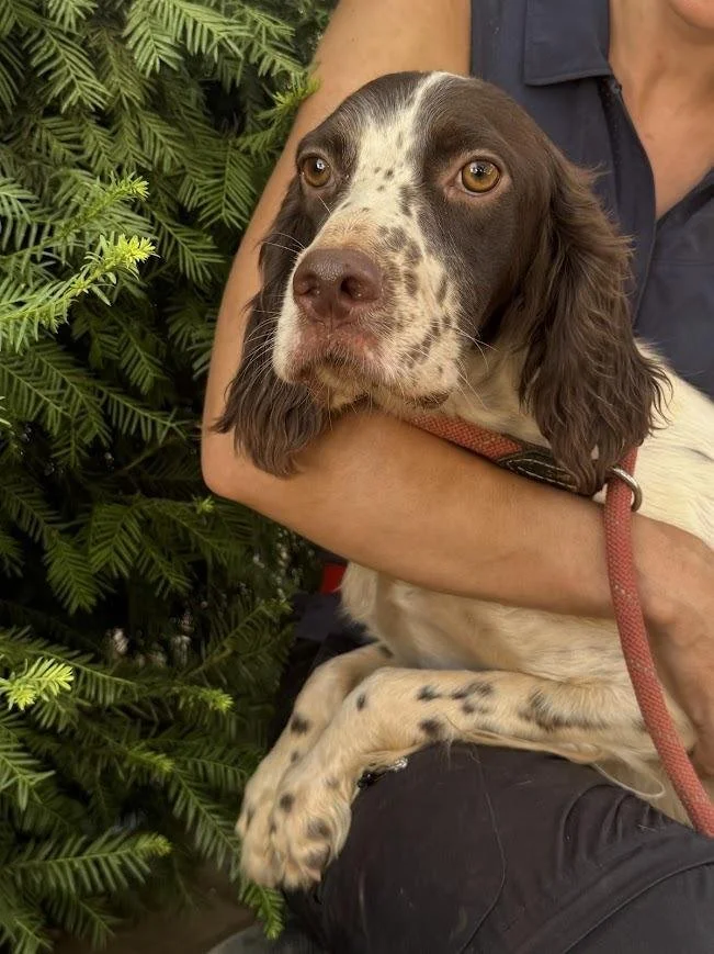 english setter enjoying cuddles looking very happy in an outdoor environment 
