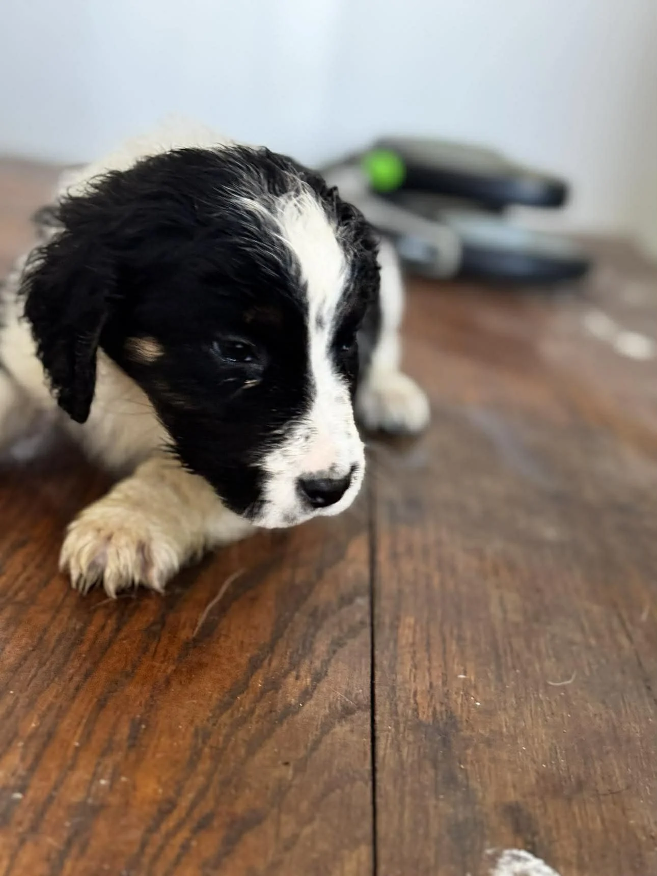 English Setter Cross puppy 