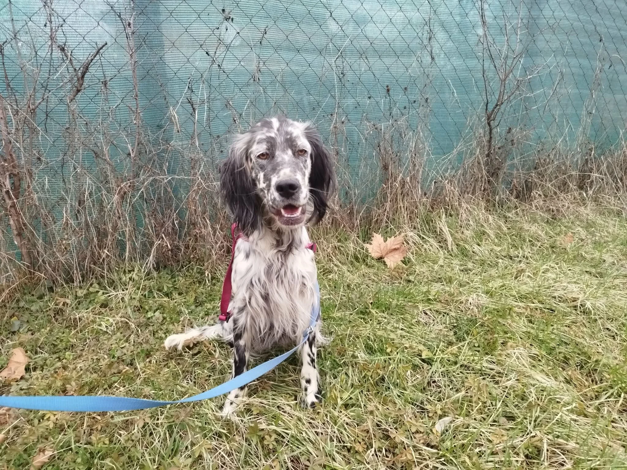 Blue Belton English Setter Female