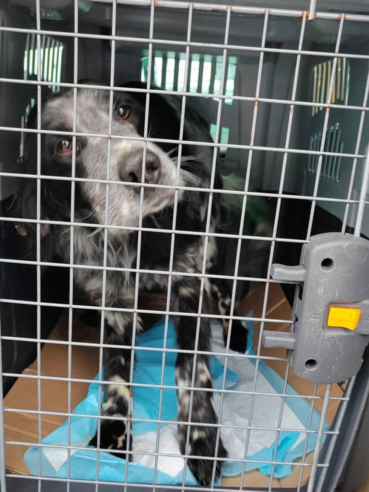 Ziggy being transported from the pound to the rescue.