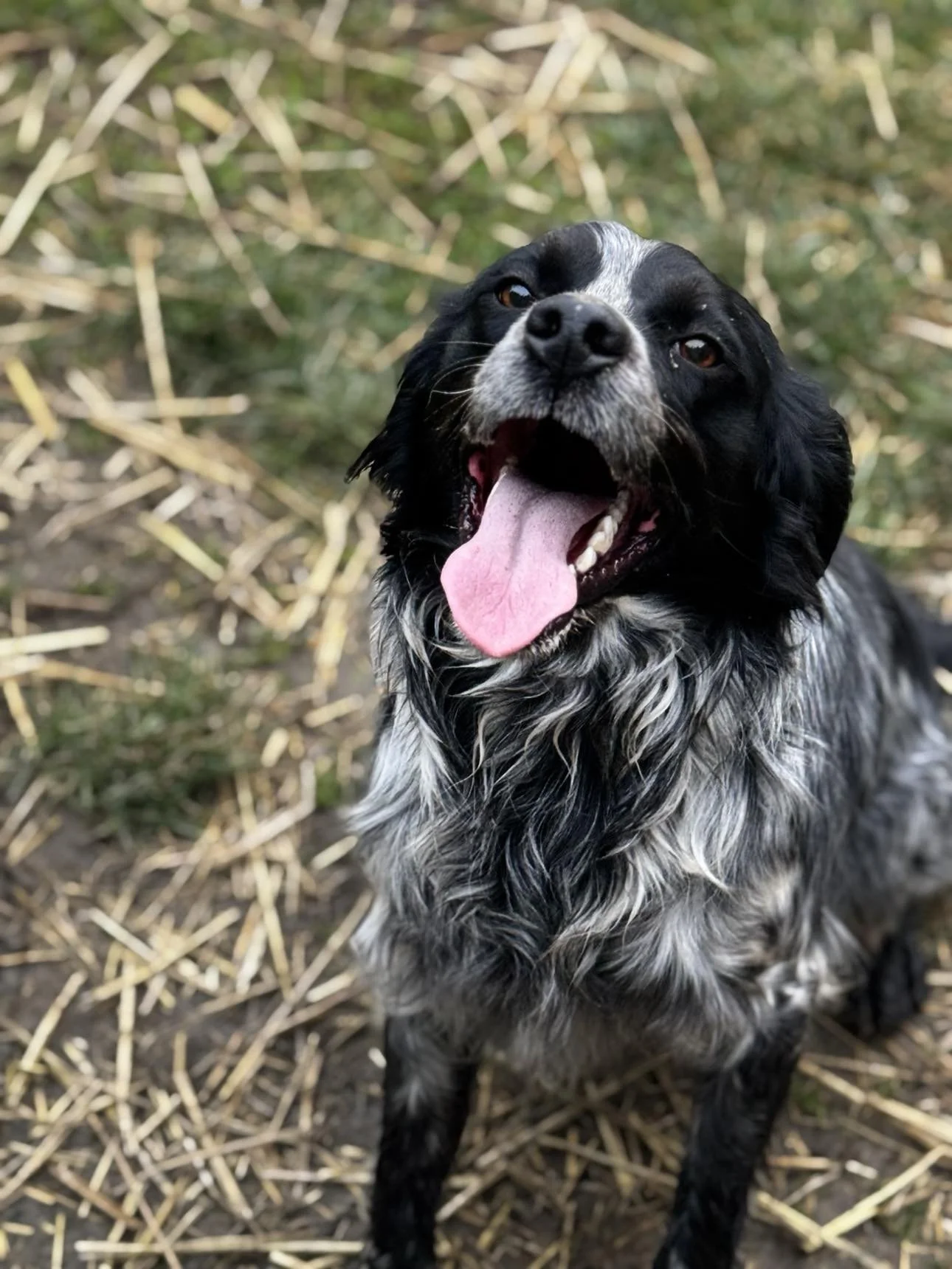 A happy black and white dog with a long furry coat sitting outdoors, with its tongue hanging out and looking at the camera.