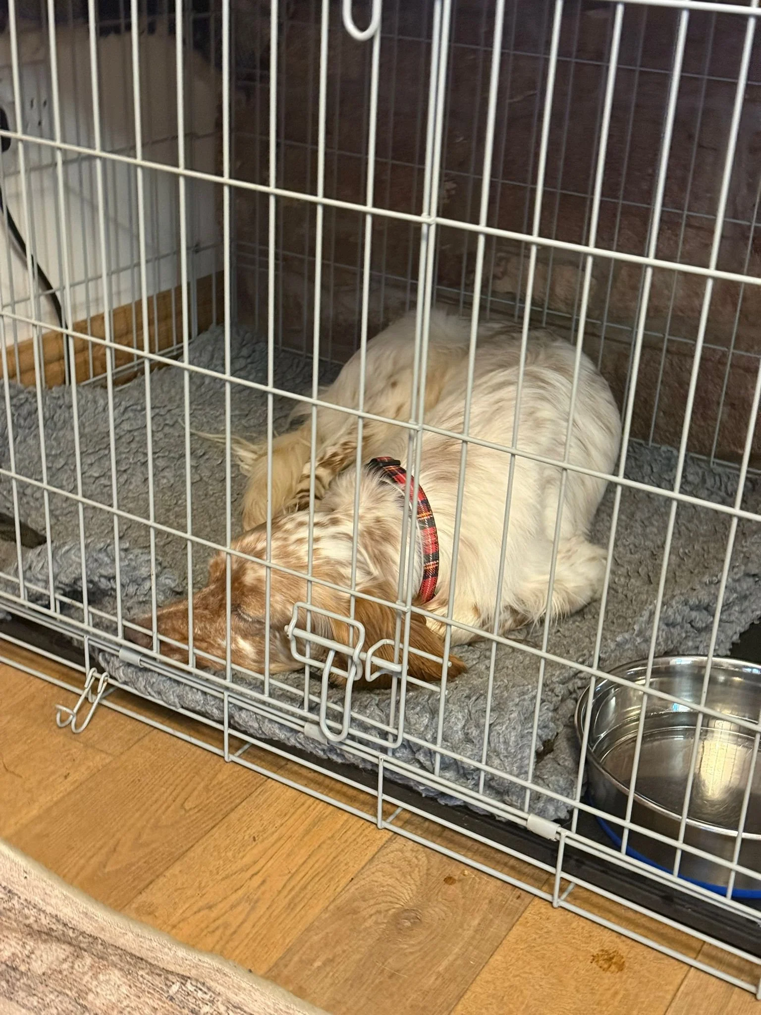 Orange Belton Setter having fun 