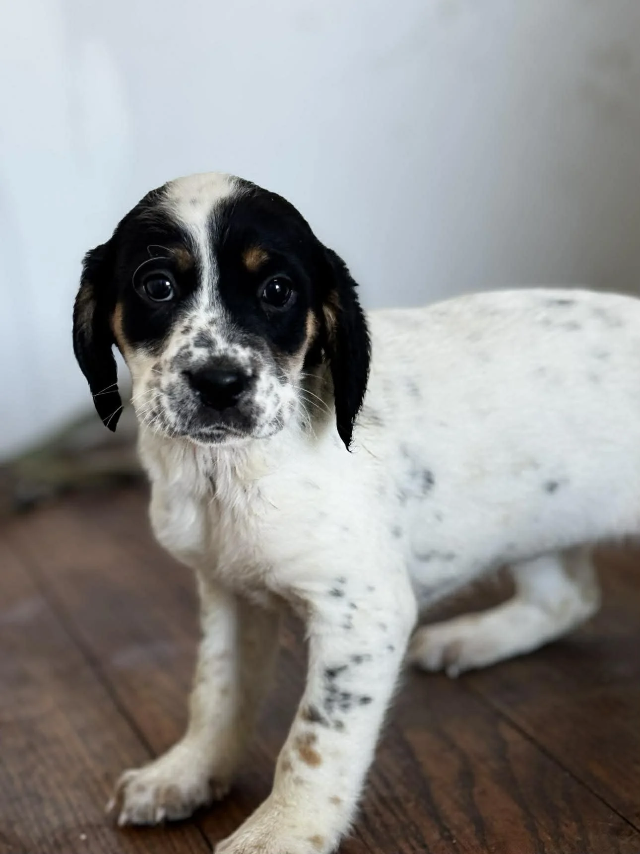 English Setter Cross puppy 