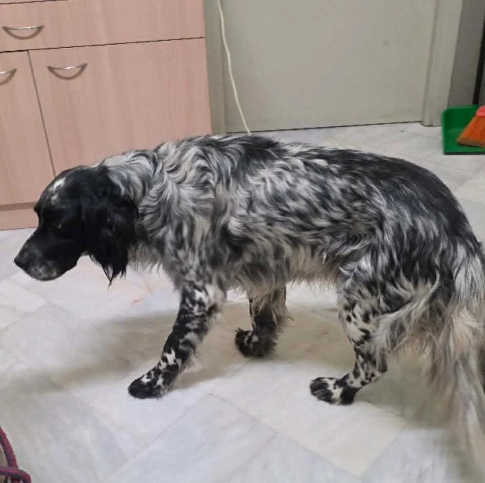 English setter 