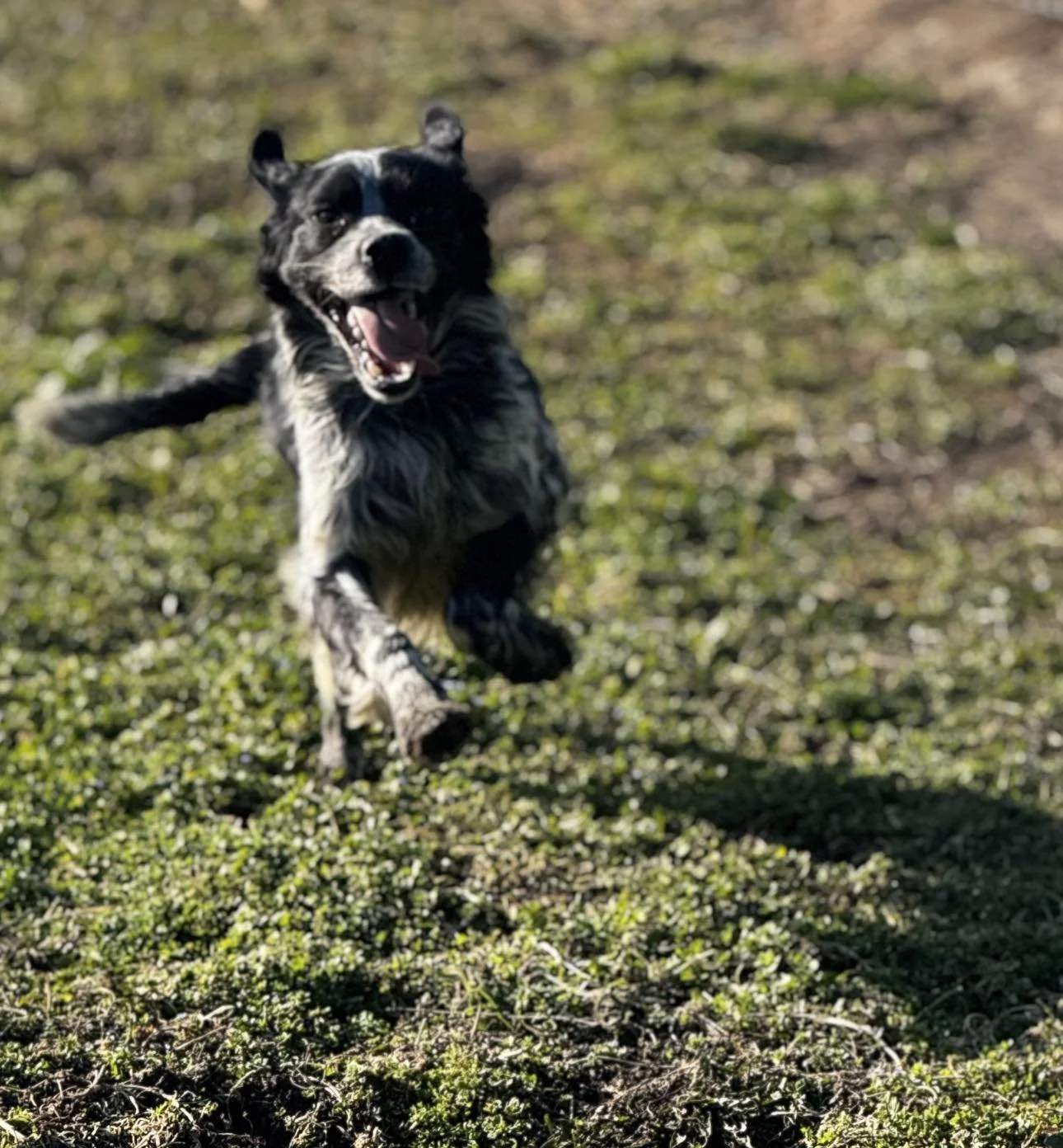 A black and white dog running on grass, smiling with tongue out.