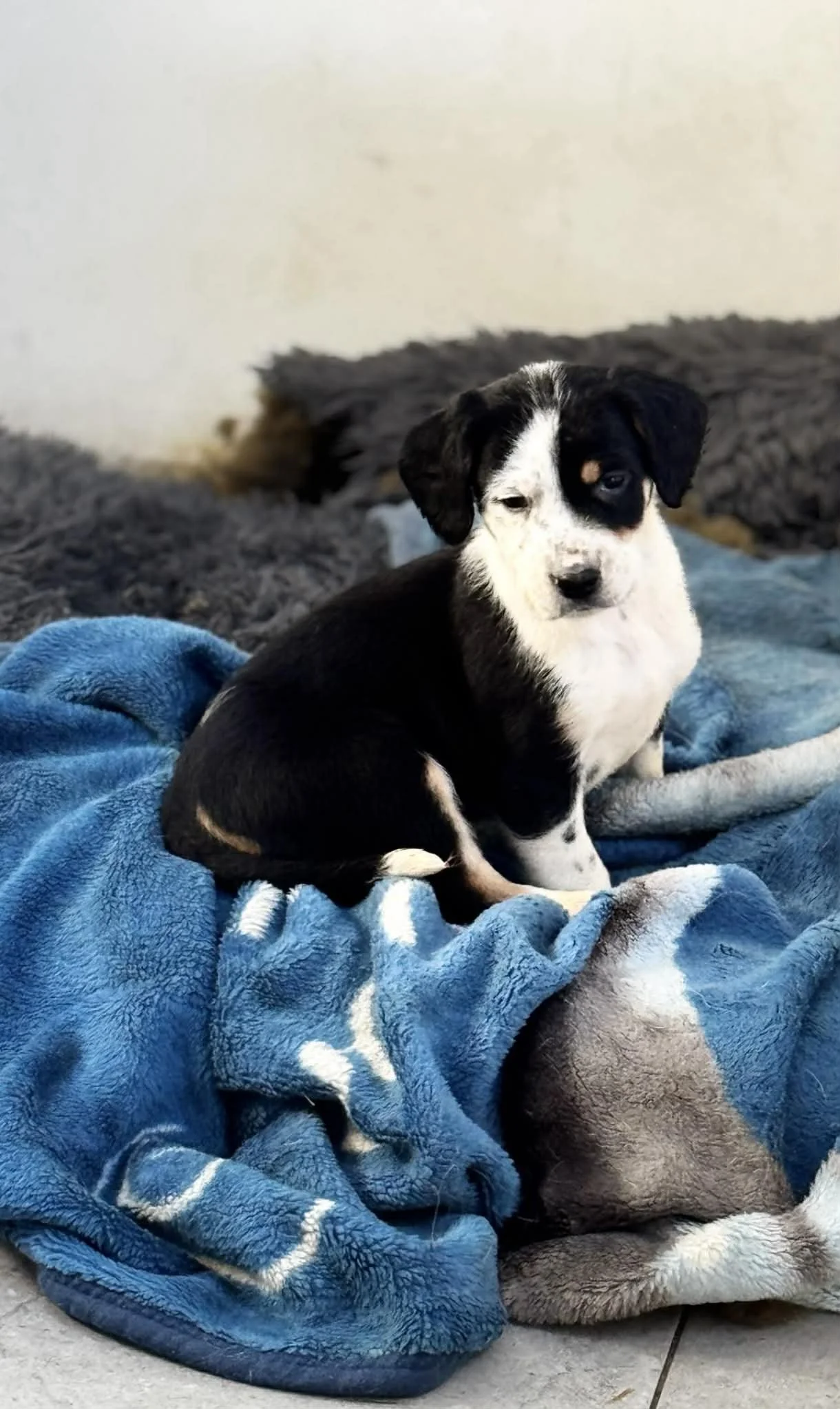 English Setter Cross puppy 