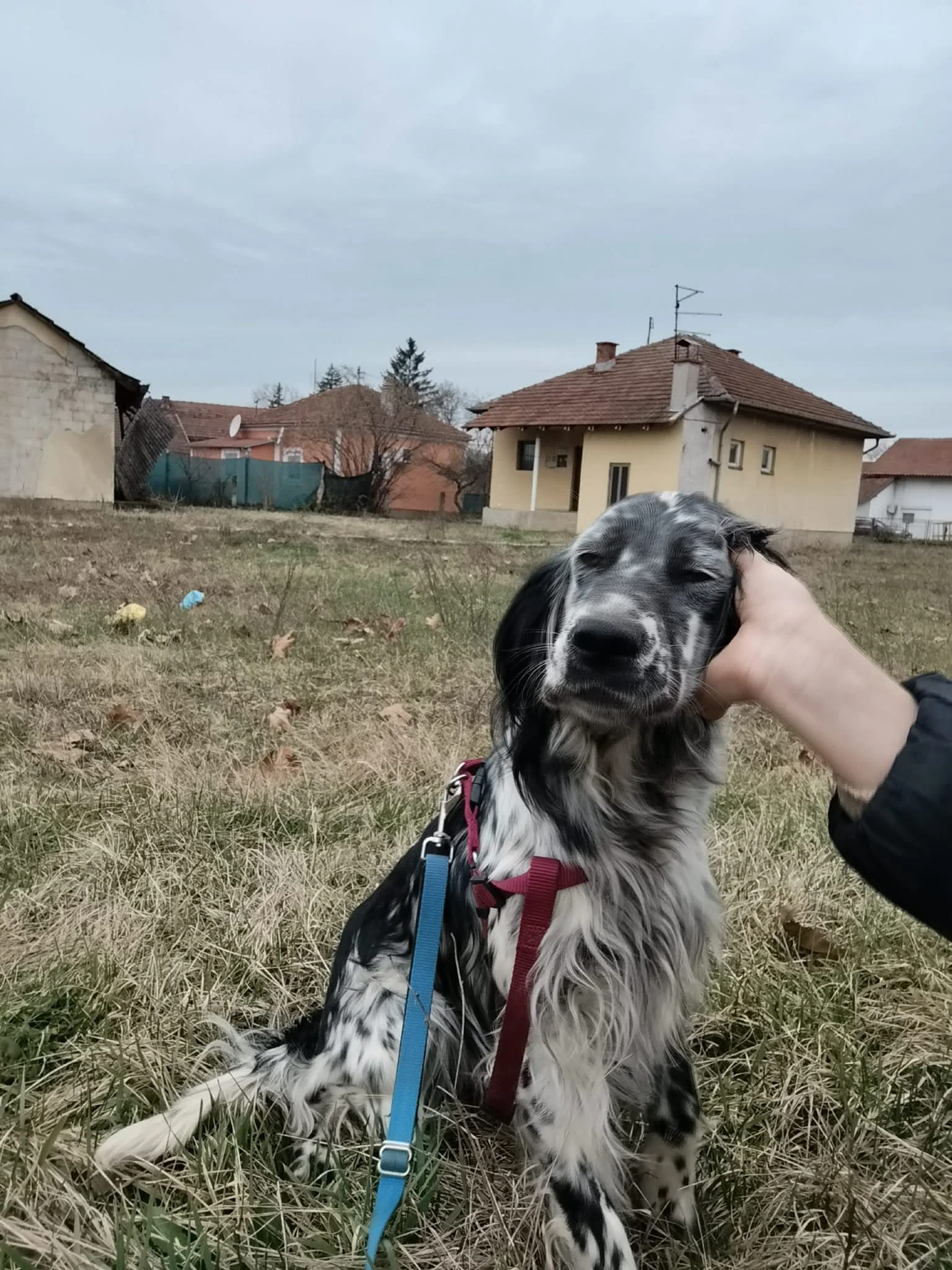 Blue Belton English Setter Female