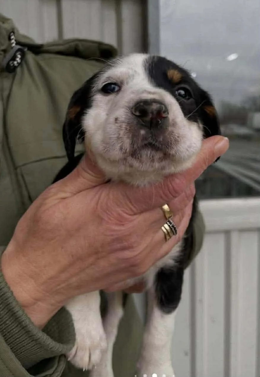 English Setter Cross puppy 