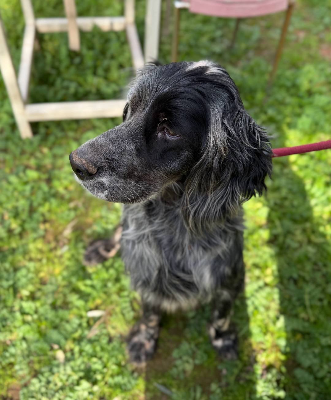 Happy Blue Belton English Setter 
