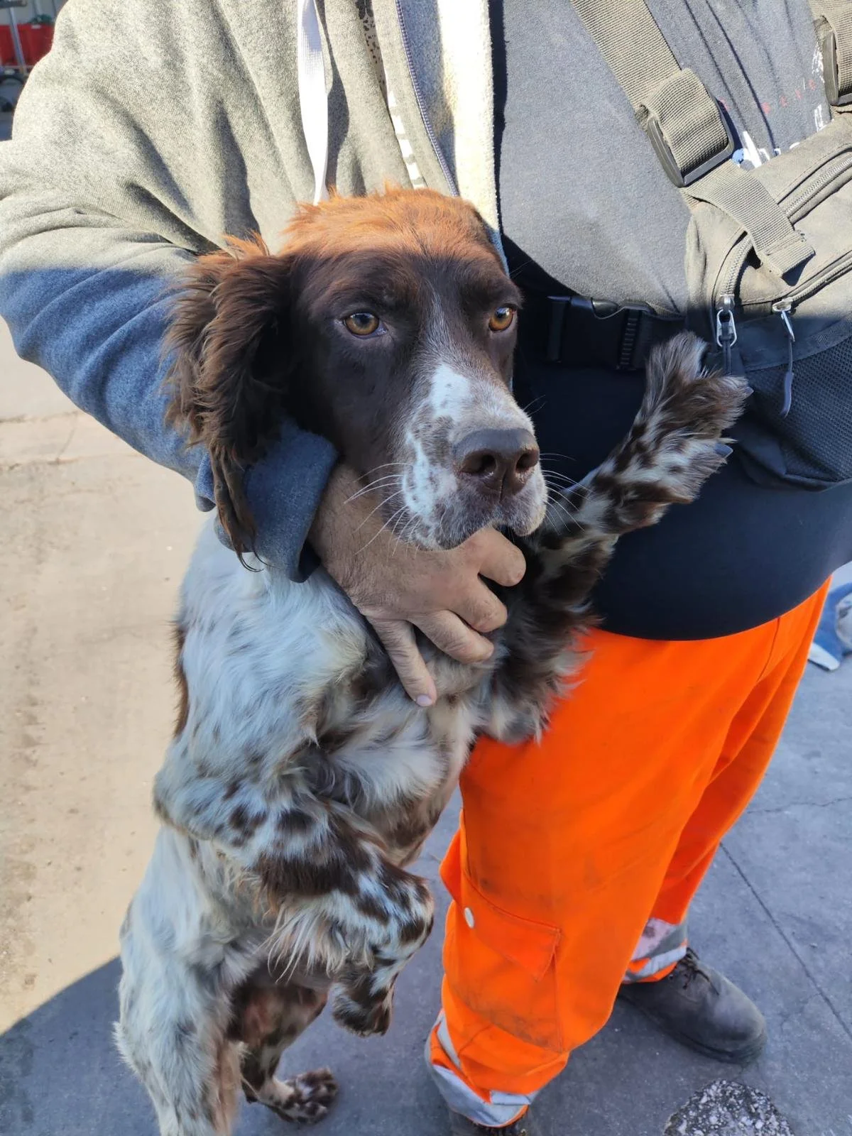 Liver Belton English Setter standing on the streets