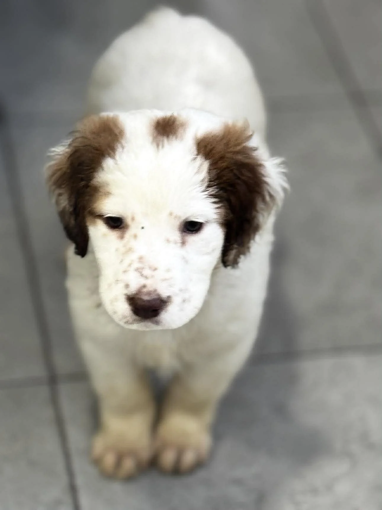 English Setter Cross puppy 