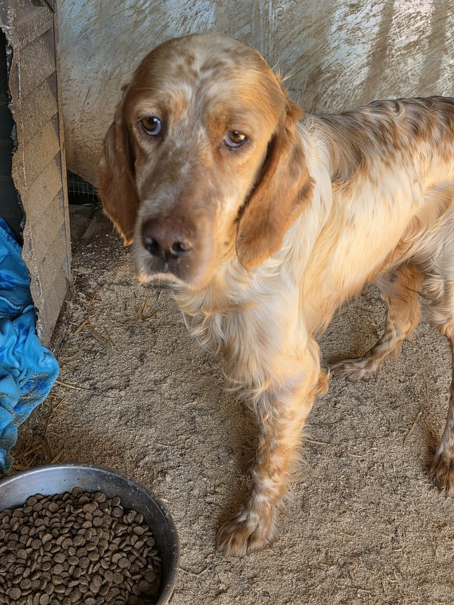 An English Setter dog with an orange and white colored dog with droopy ears standing on sandy ground next to a metal bowl filled with kibble and a blue cloth, in a rustic outdoor setting.