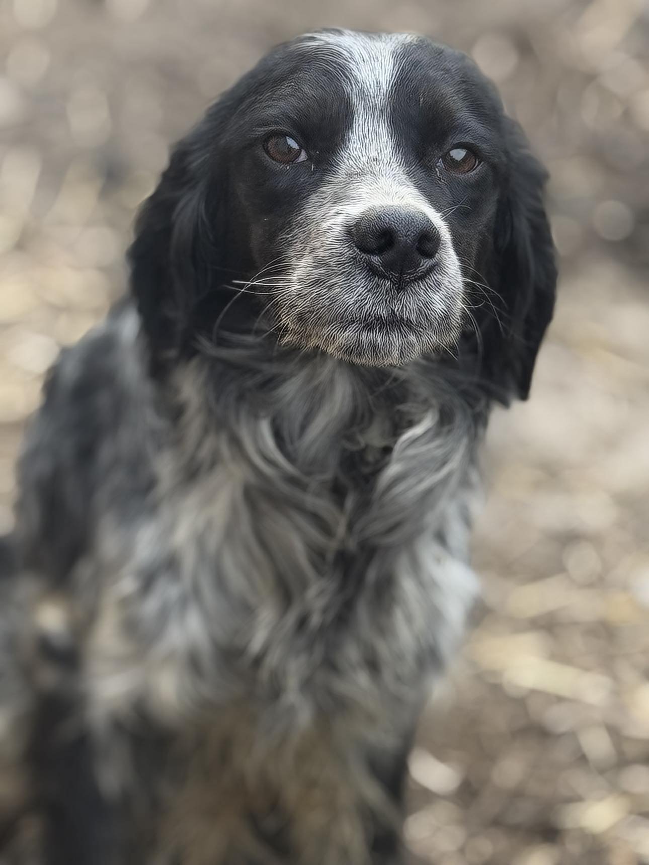 Close-up of a black and white dog with long, wavy fur and soulful eyes, outdoors with a blurred natural background.