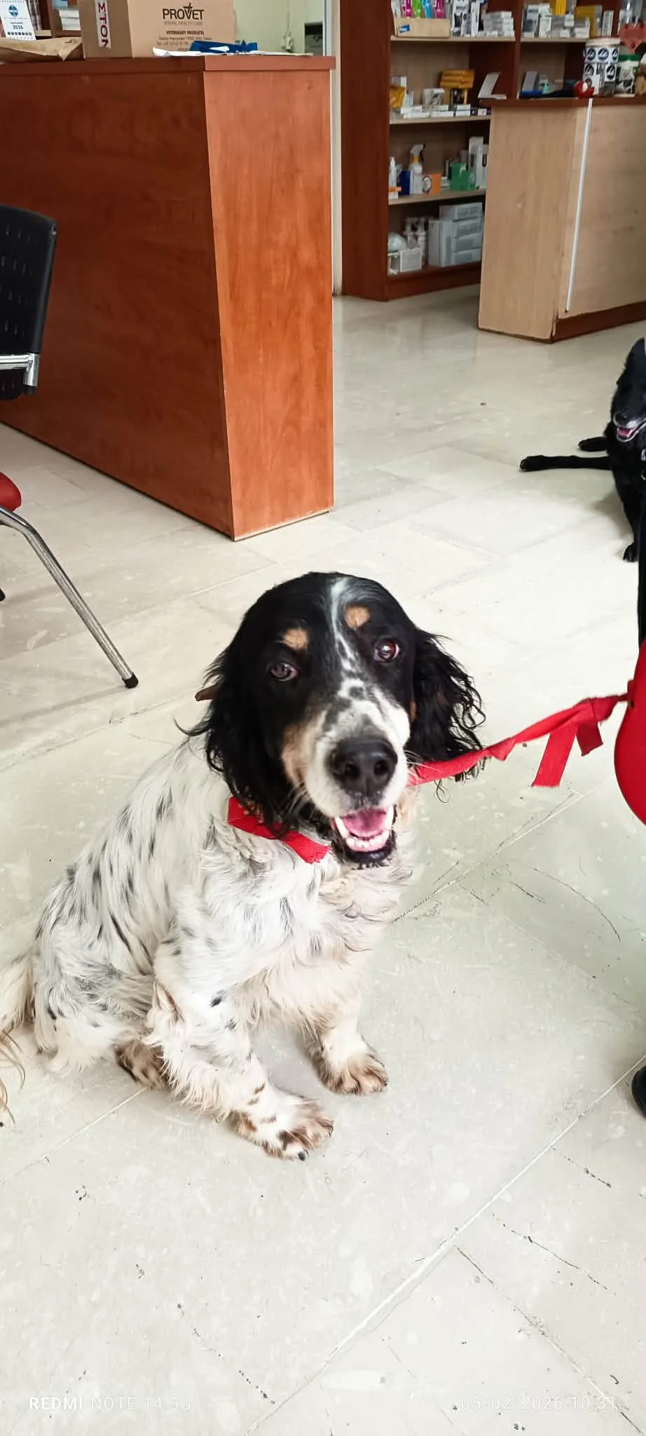 A black and white dog with floppy ears and a red bandana sitting on a tiled floor, inside a veterinary or pet clinic. The dog is looking at the camera with its mouth slightly open.