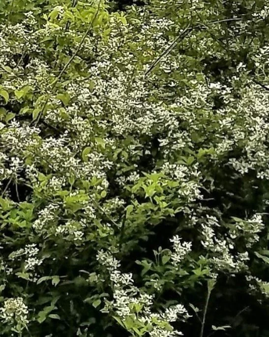 They say if the blackberries are in bloom and there&rsquo;s a chill in the wind,
you&rsquo;re in the middle of Blackberry Winter &mdash;
one last cold snap before summer settles in for good.

It&rsquo;s an old mountain saying,
handed down like a well