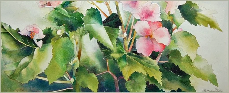 Begonias, Non-Stop Pink 27" x 11" watercolour 1998/2018