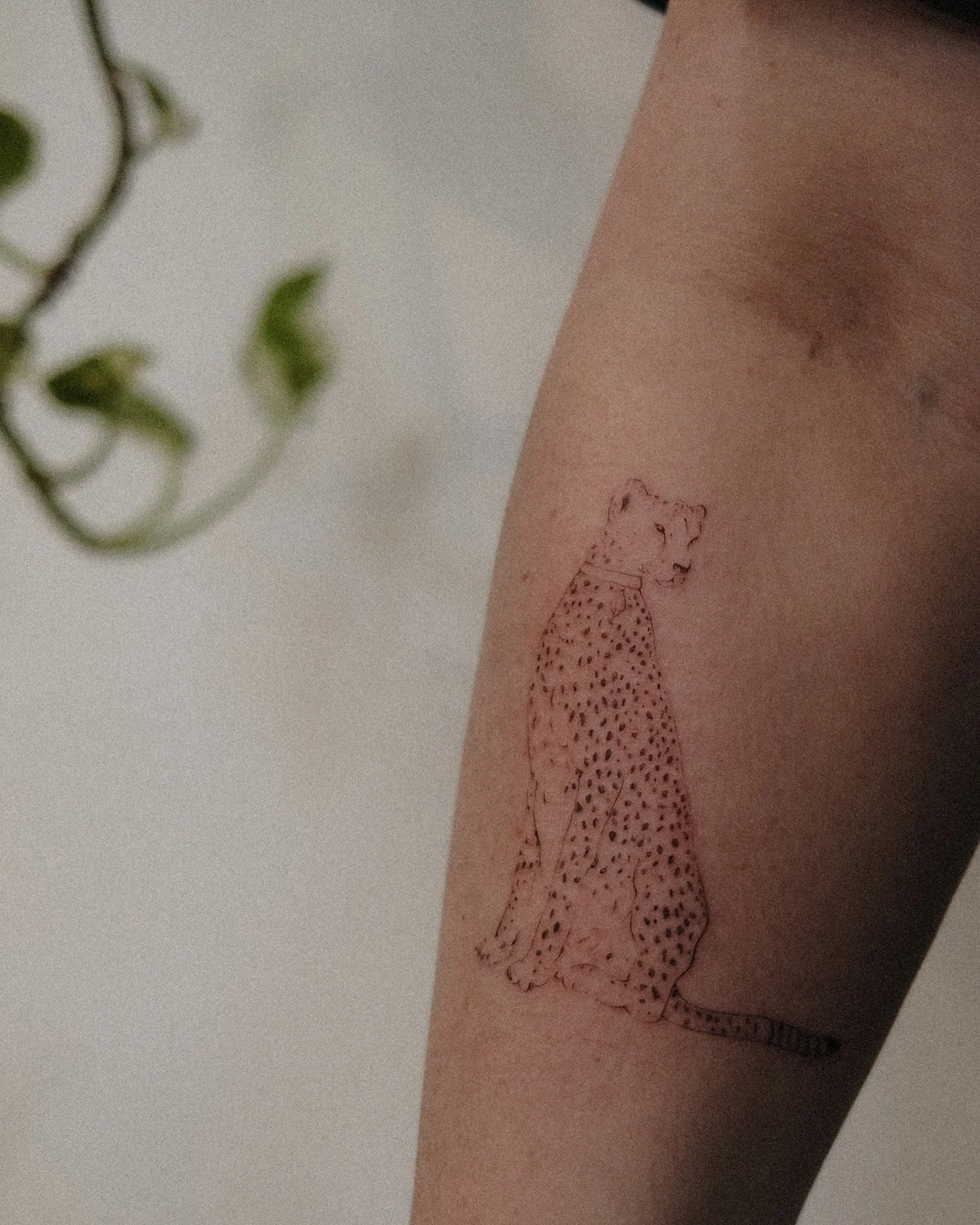 Had to search for the glimmers today <3 I hope you were able to find them too 

Thank you so much for spending the morning with me Kristie, it was so lovely meeting you! 

LA, I still have some availability next week to book for my most recent fla