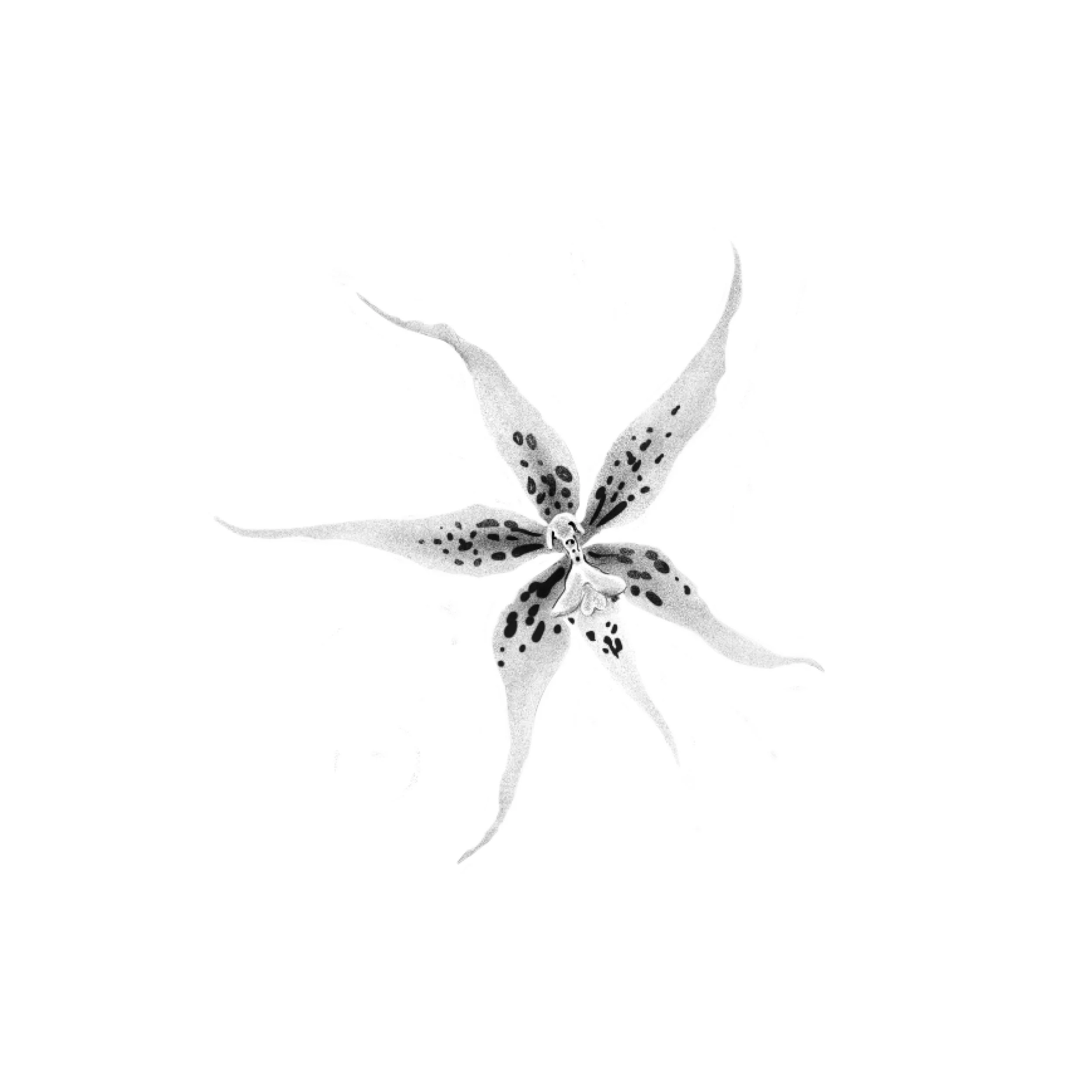 Black and white illustration of a butterfly with patterned wings and antennae