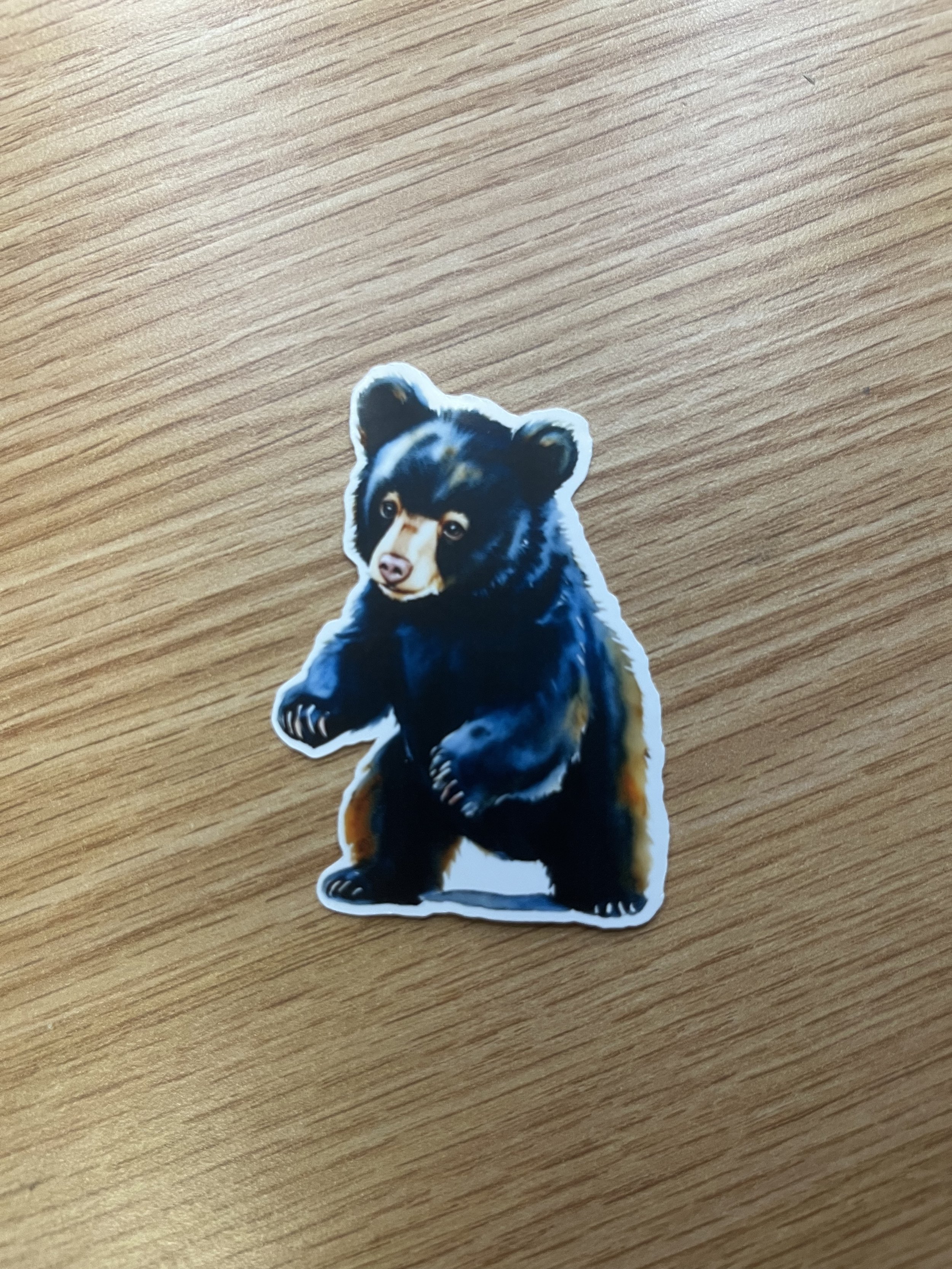 Black Bear Cub Sticker