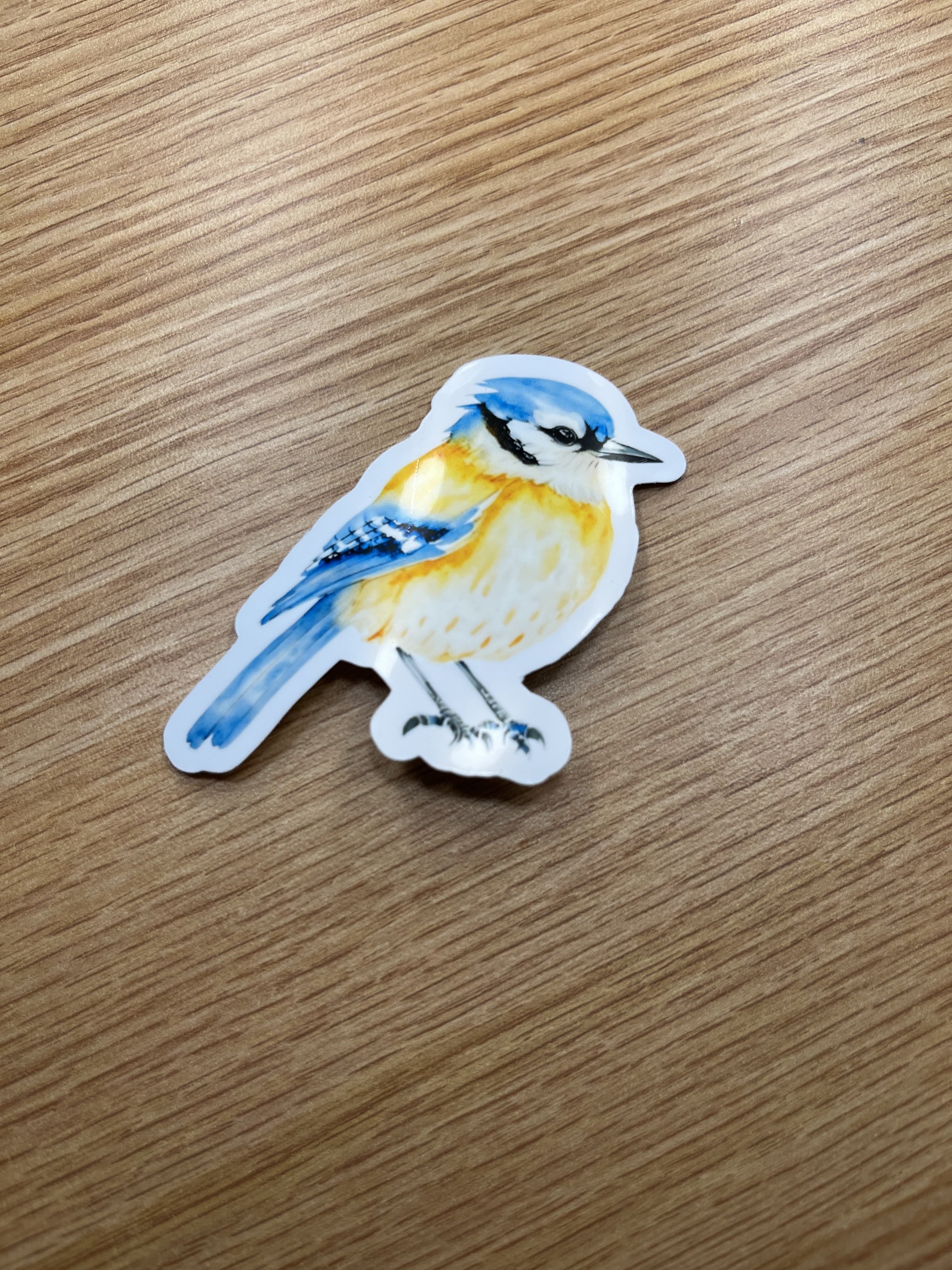 Blue Jay Sticker