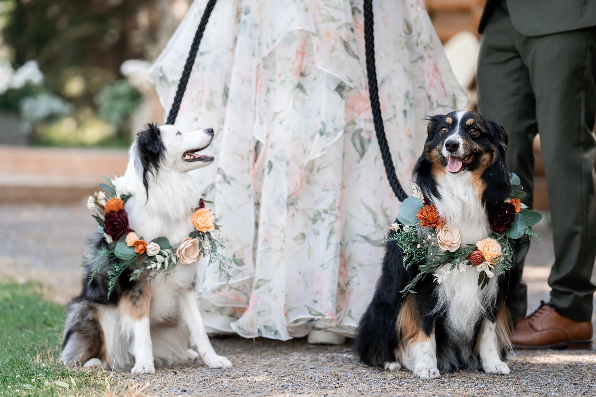 dogs-in-floral-collars-pet-friendly-wedding-venue-central-alberta.jpg