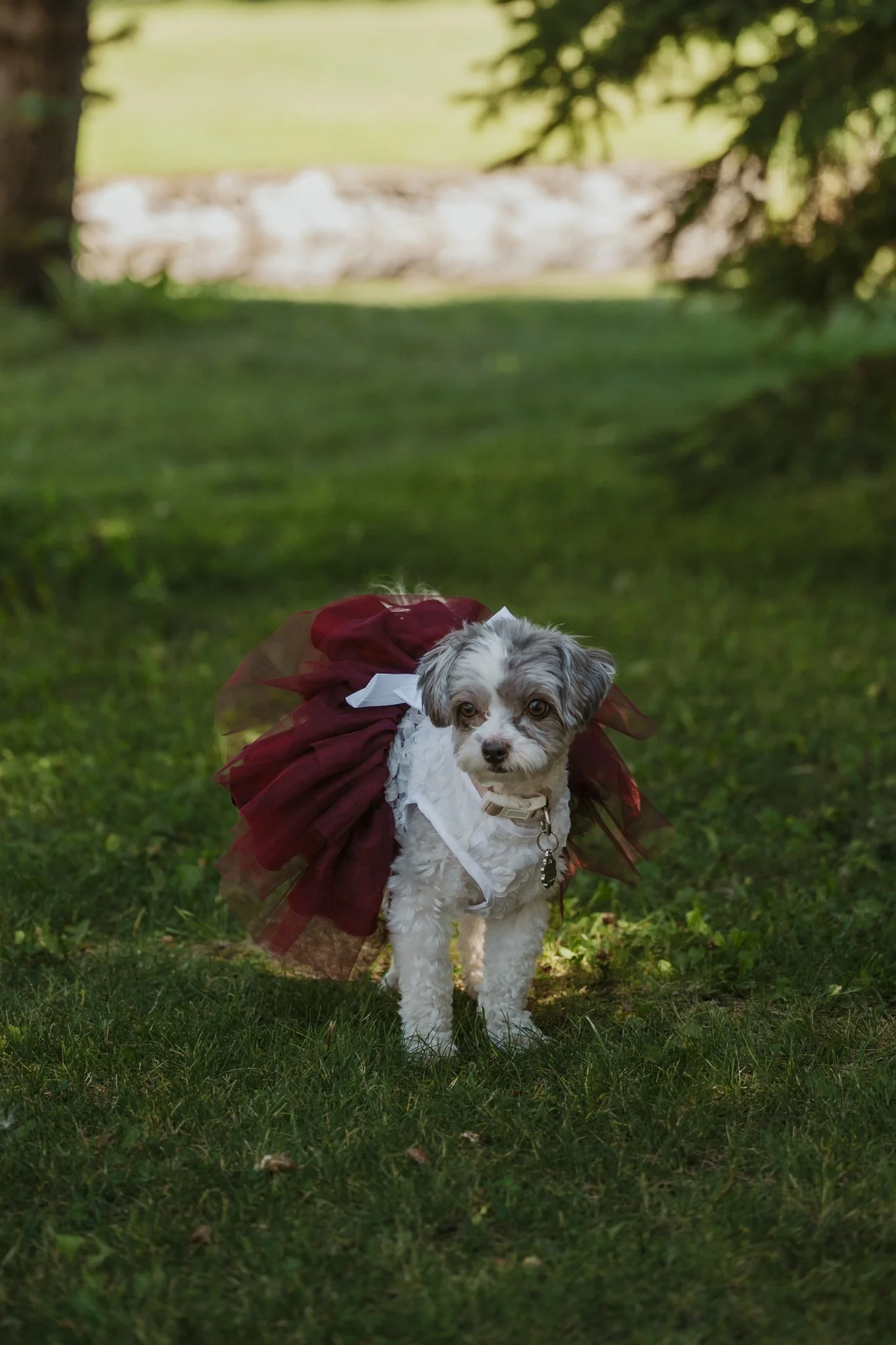 dog-in-wedding-attire-pet-friendly-wedding-venue-alberta.jpg