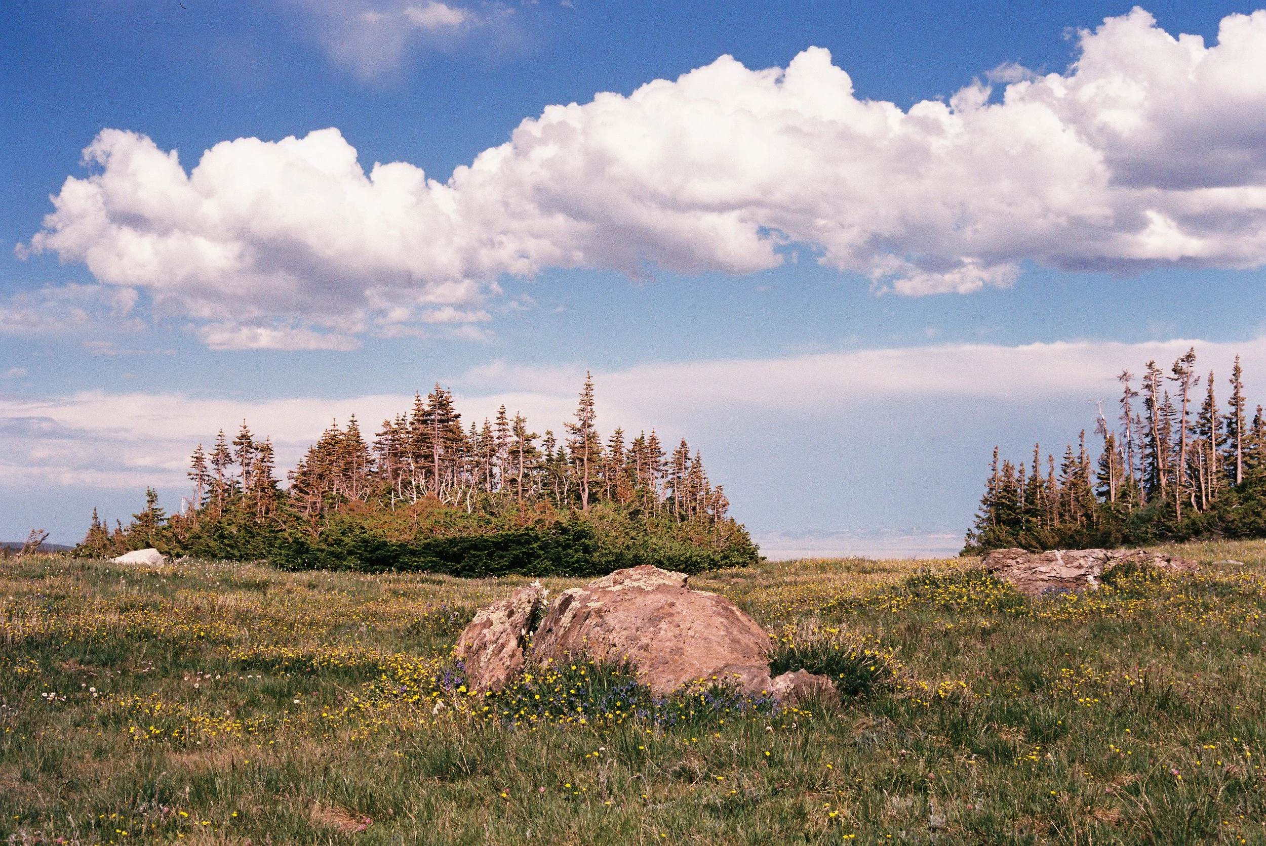 Funny Trees,  Color Film  2020