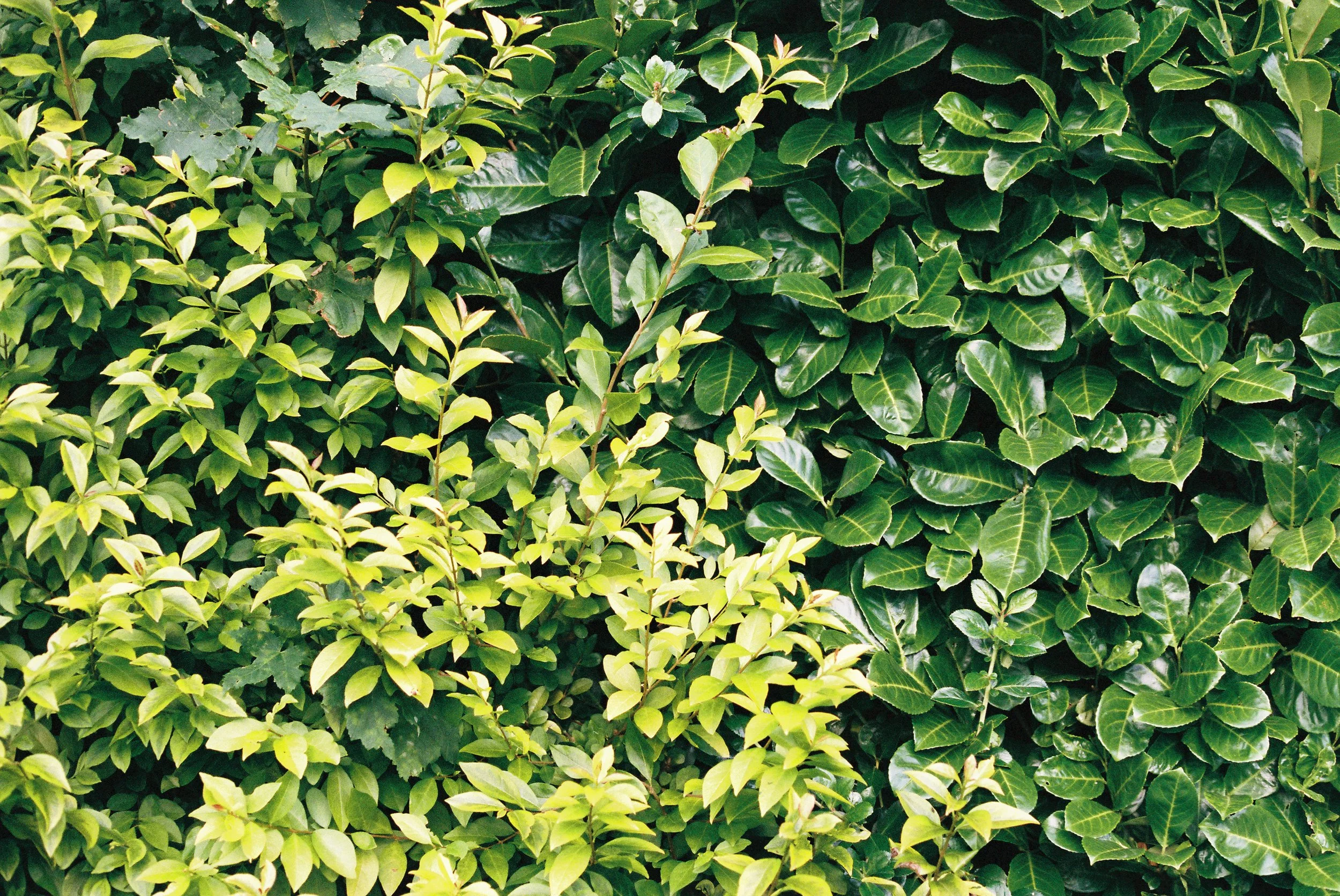 Smoosh,  Color Film  2020