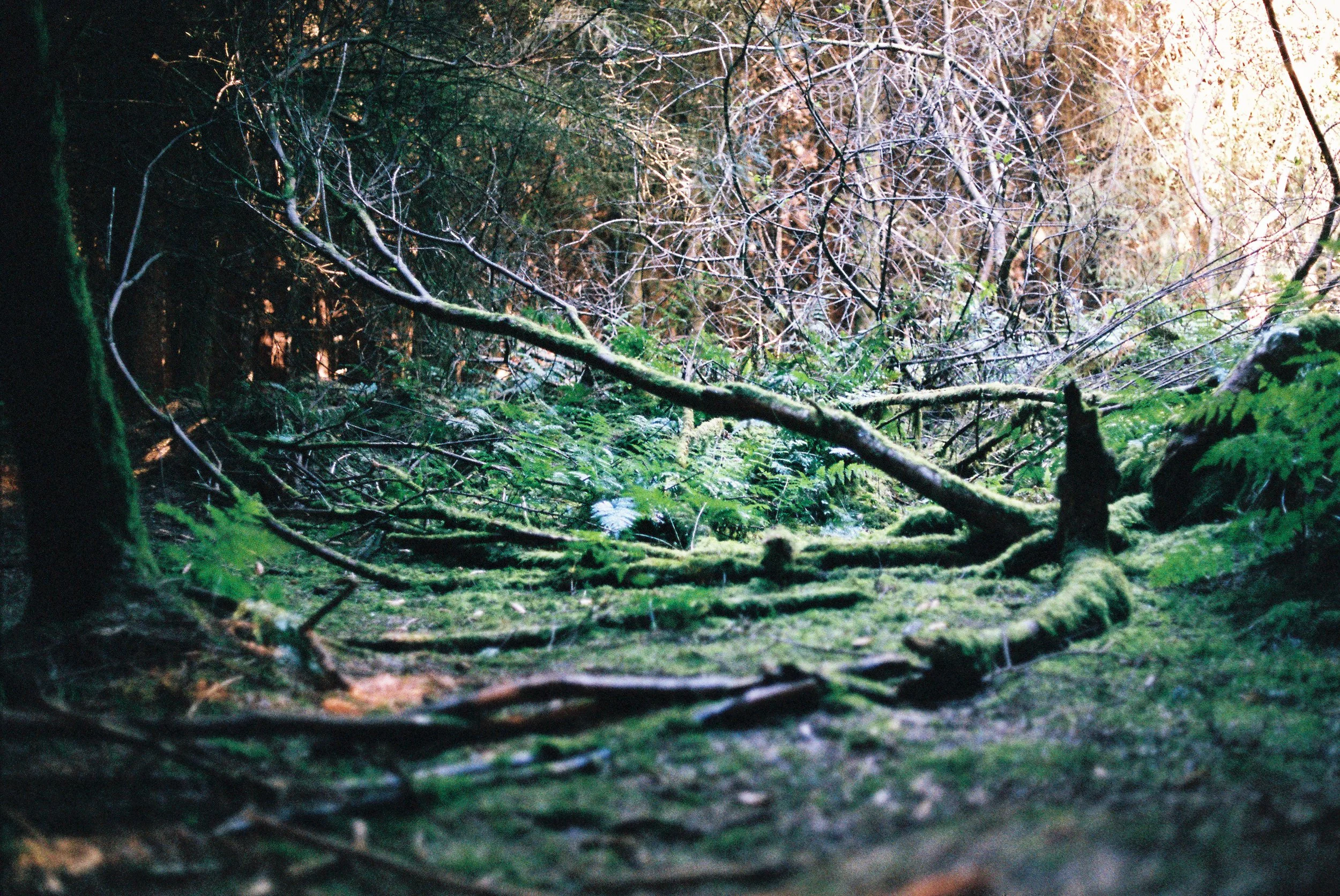 May as well go home,  Color Film  2020