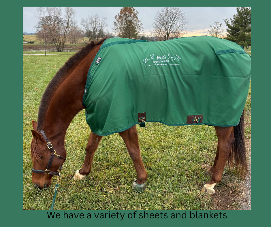 customized horse sheets and blankets