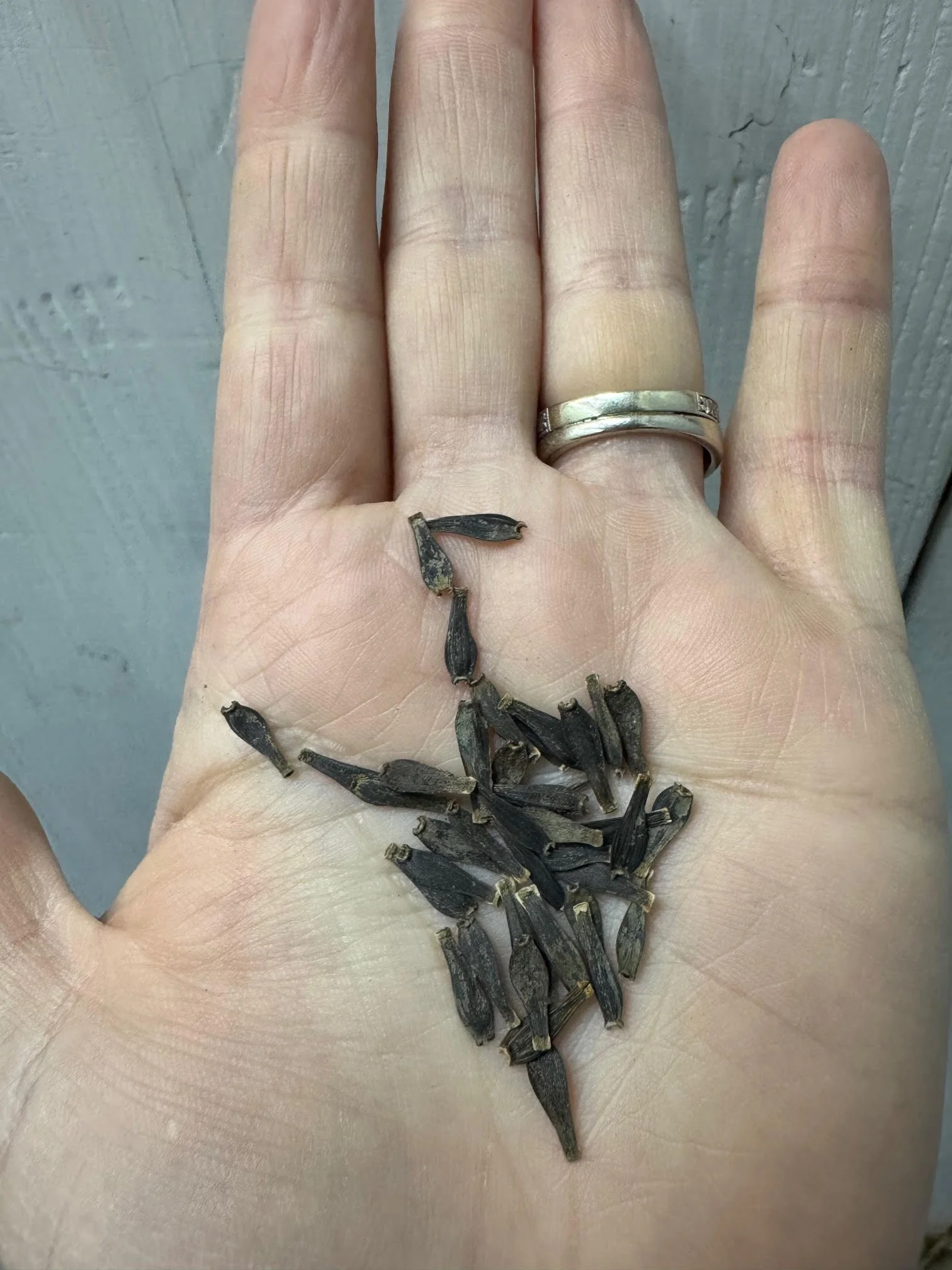 Dahlia Seeds-Packet of 30